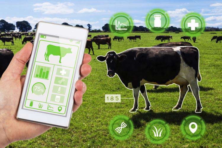 Role of IoT in Remote Monitoring of Livestock Health Role of IoT in Remote Monitoring of Livestock Health
