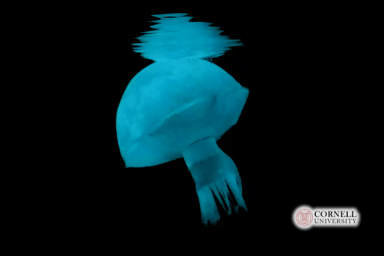 Cornell’s Jellyfish Robot Cornell’s Jellyfish Robot
