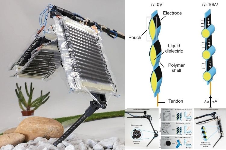 Electrohydraulic Muscles Redefine Robotics with Animal-Like Agility Electrohydraulic Muscles Redefine Robotics with Animal-Like Agility