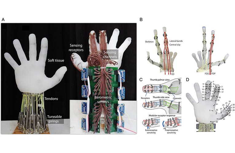 Robotic Hand Grasps Object Robotic Hand Grasps Object