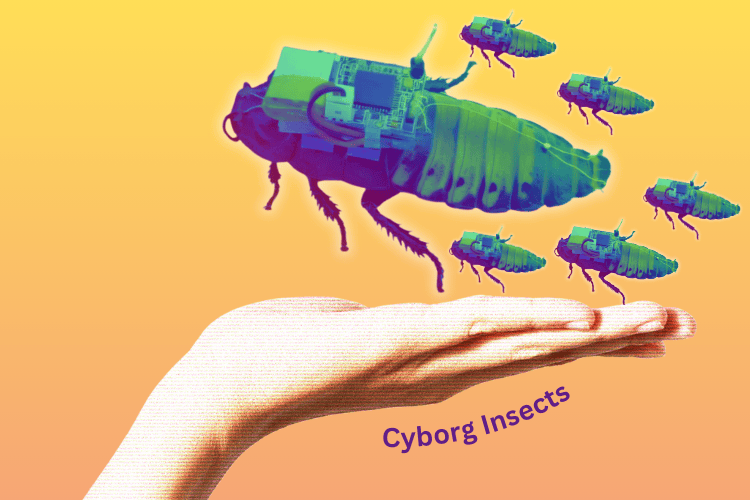 Cyborg Insect for Search and Rescue Operations Cyborg Insect for Search and Rescue Operations